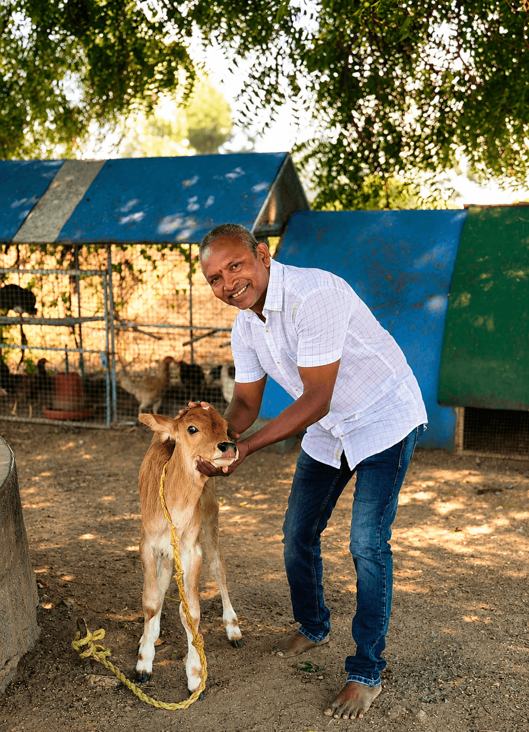 Calf at Farmstay